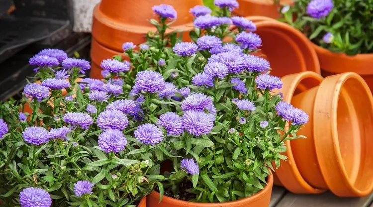 grow asters in containers for your fall garden to attract hummingbirds