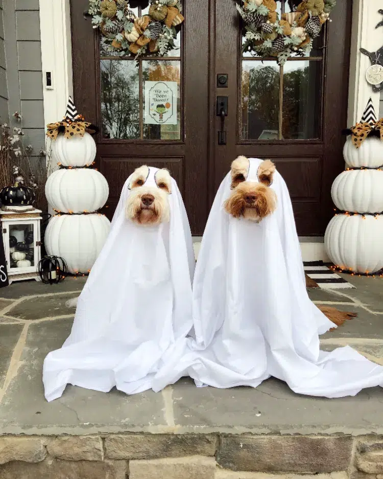 halloween costumes for dogs 2023 diy ideas ghosts