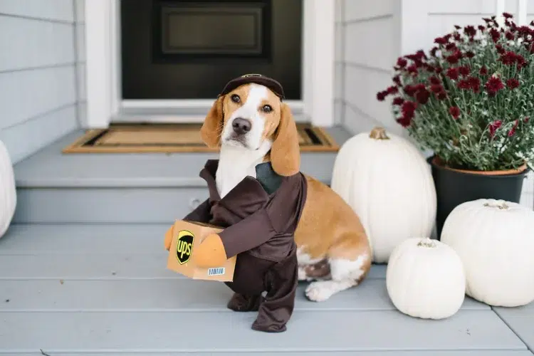 halloween dog costume ideas 2023 original delivery driver costume