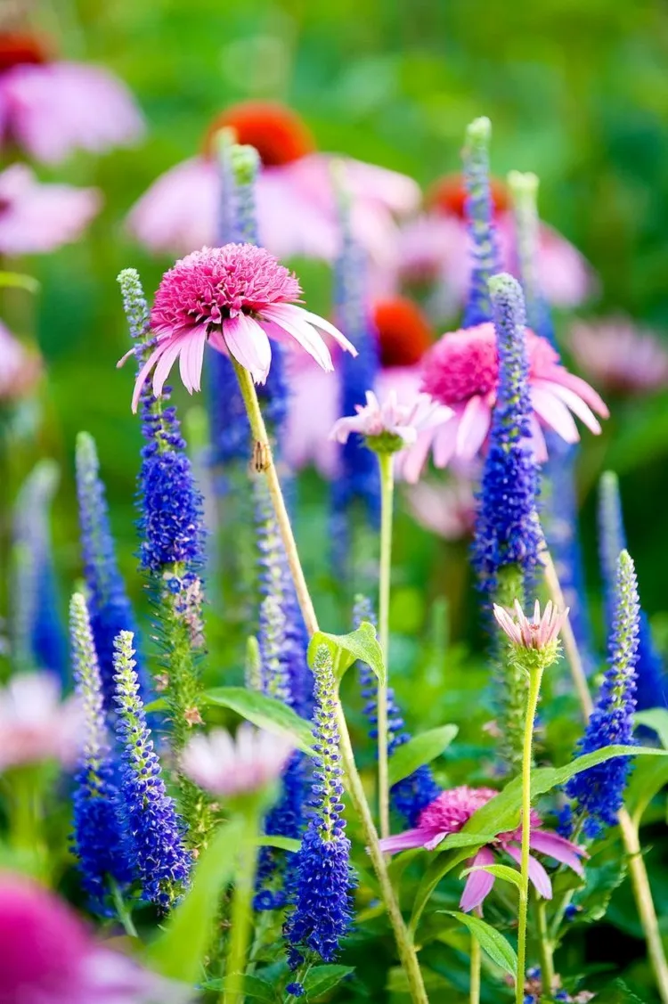 hardy perennial plant combinations coneflower