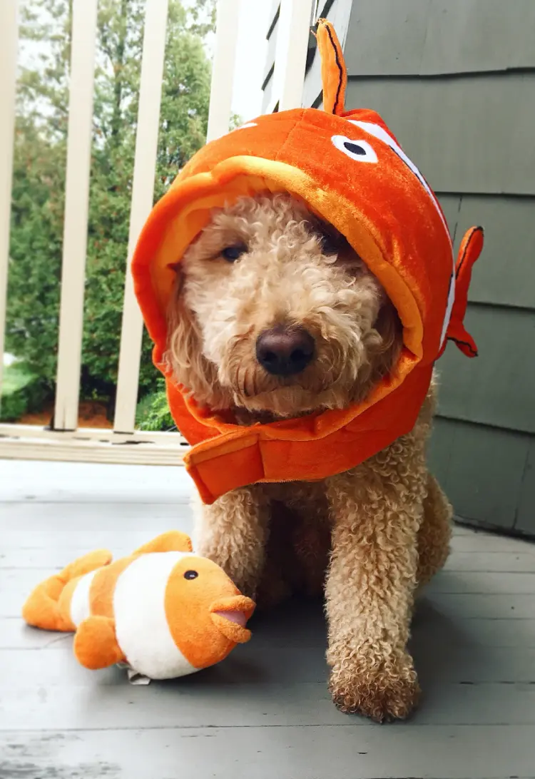 homemade halloween dog costume ideas 2023 nemo clownfish
