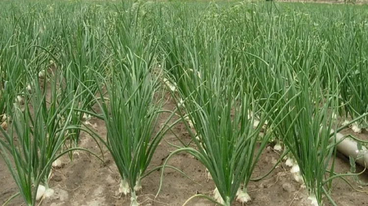 how cold can onions tolerate what are cold hardy vegetables
