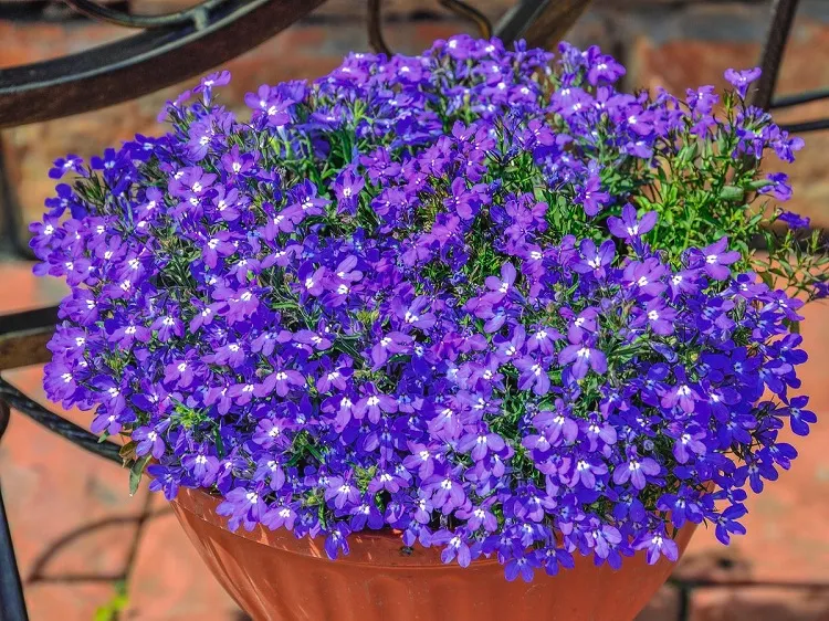 how to care for edging lobelia in a pot