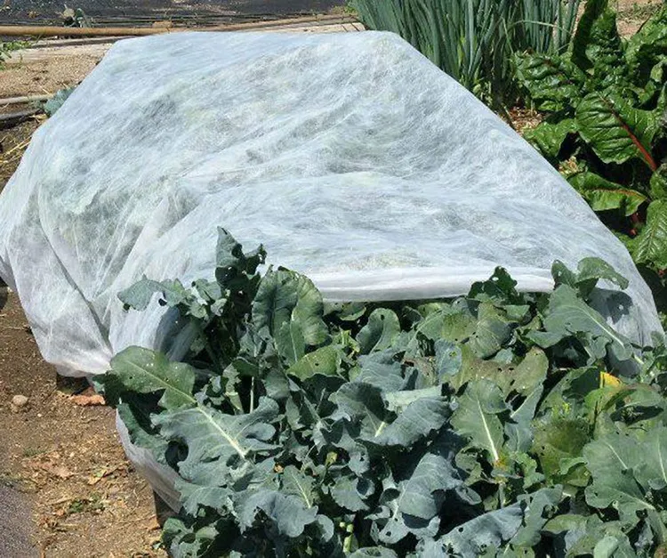 how to cover plants for frost with a plastic sheet