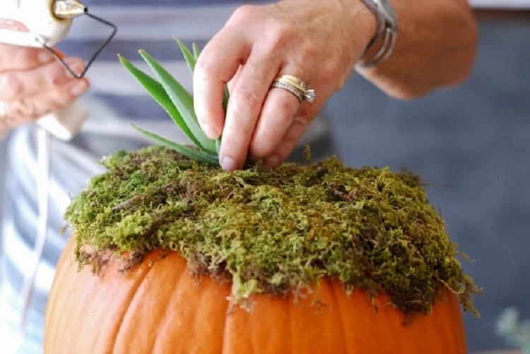 how to create a succulent pumpkin easy