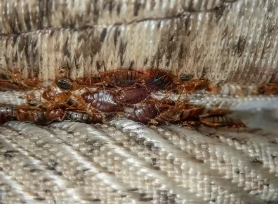 how to detect bed bugs what smell scares them away