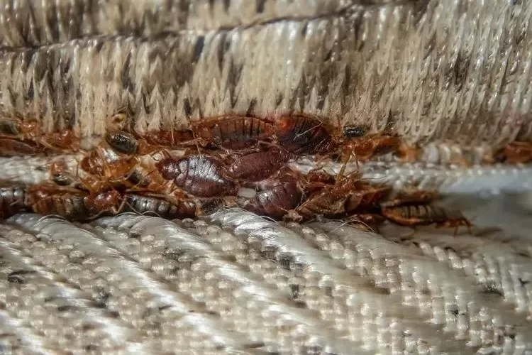 Deavita what smell scares bed bugs
