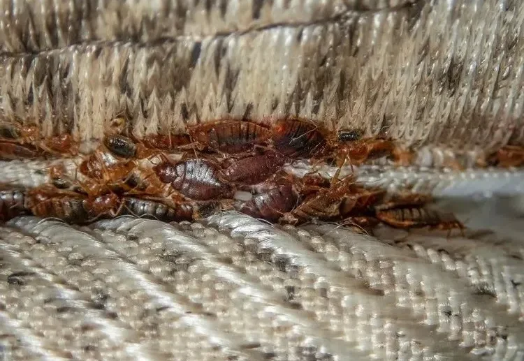 how to detect bed bugs what smell scares them away
