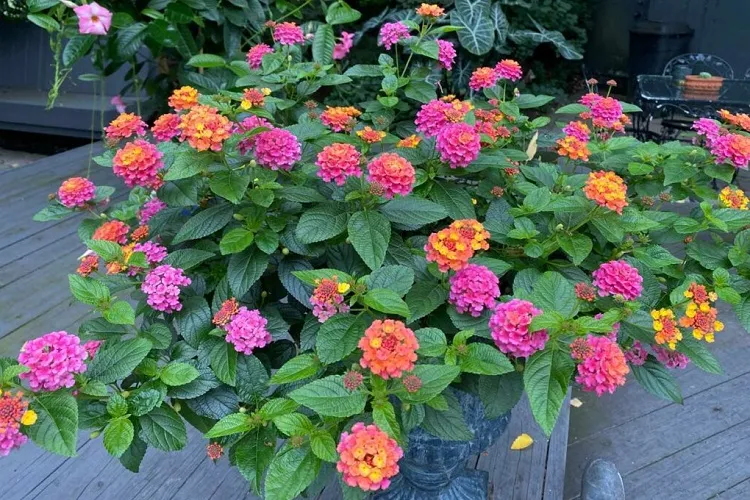 how to grow lantana in pots to attract hummingbirds in fall