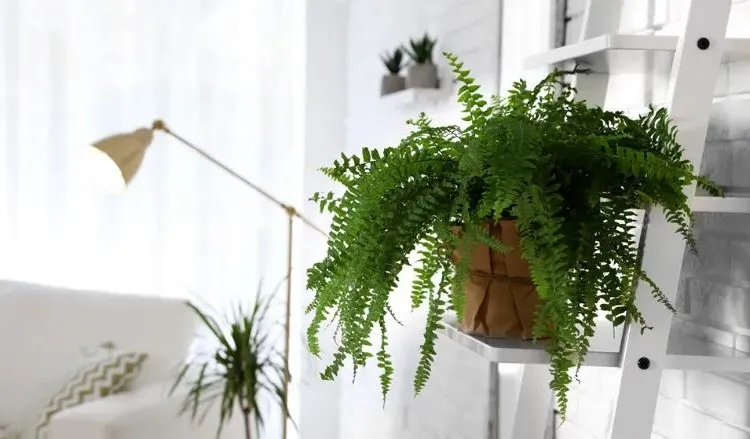how to keep ferns alive indoors