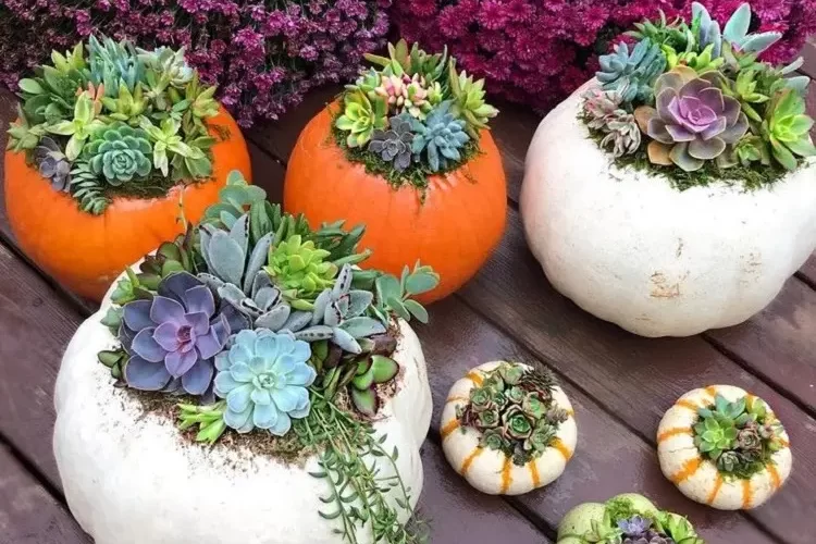 how to make succulent pumpkins easy methods diy halloween ideas (1)