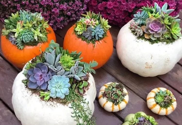how to make succulent pumpkins easy methods diy halloween ideas (1)