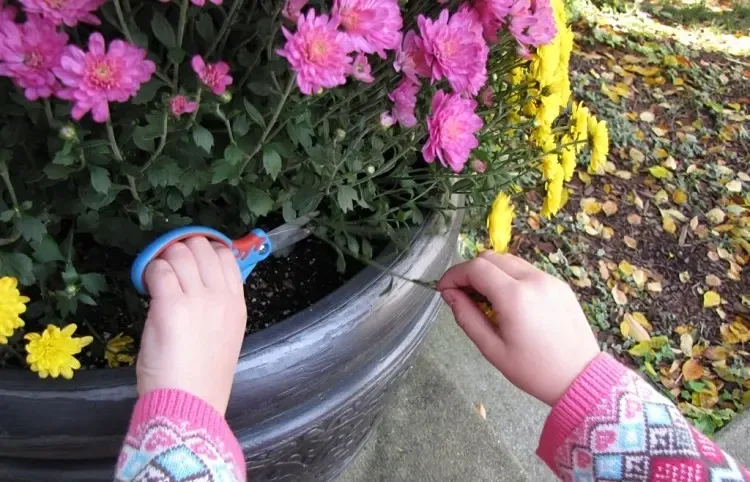 how to pinch chrysanthemums several pinching possible spring mid july