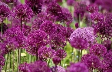 how to plant ornamental garlic care tips advice