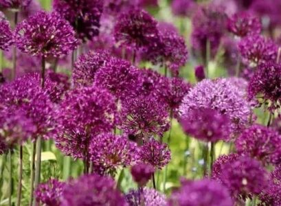 how to plant ornamental garlic care tips advice
