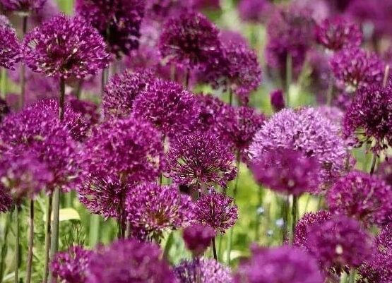 how to plant ornamental garlic care tips advice