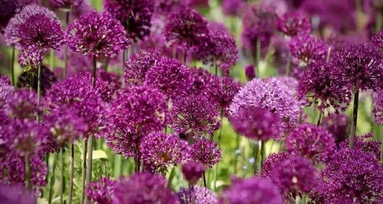 how to plant ornamental garlic care tips advice