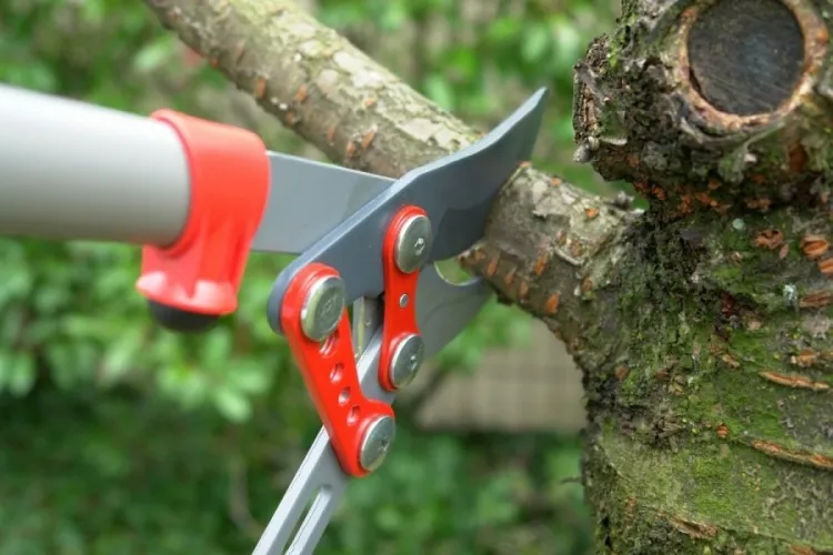 how to prune an apricot tree in summer