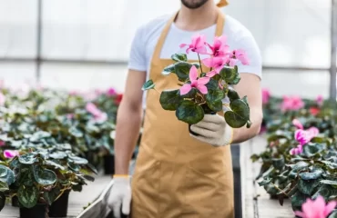 how to recover an over watered cyclamen plant medium size flower dense foliage