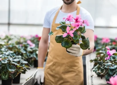 how to recover an over watered cyclamen plant medium size flower dense foliage