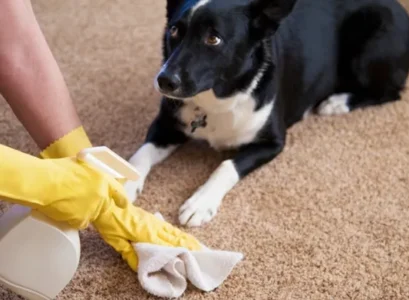 how to remove urine smell from carpet naturally apply a carpet stain cleaner