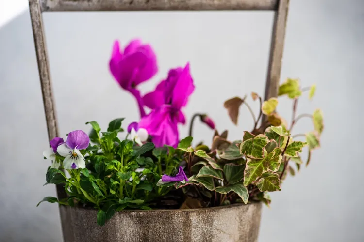 how to save cyclamen end of august dormancy period bigger pot