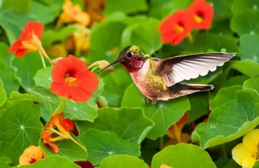 hummingbirds like nasturtiums