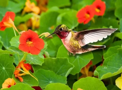 hummingbirds like nasturtiums