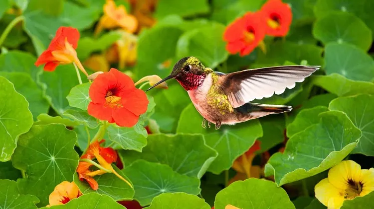hummingbirds like nasturtiums