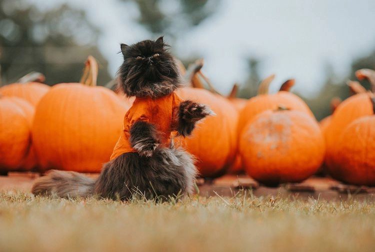last minute halloween costume idea for cat