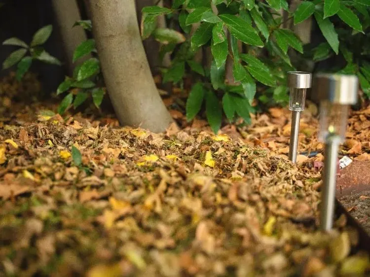 leaf litter in the garden can supply the ground with nutrients at the foot of shrubs and trees
