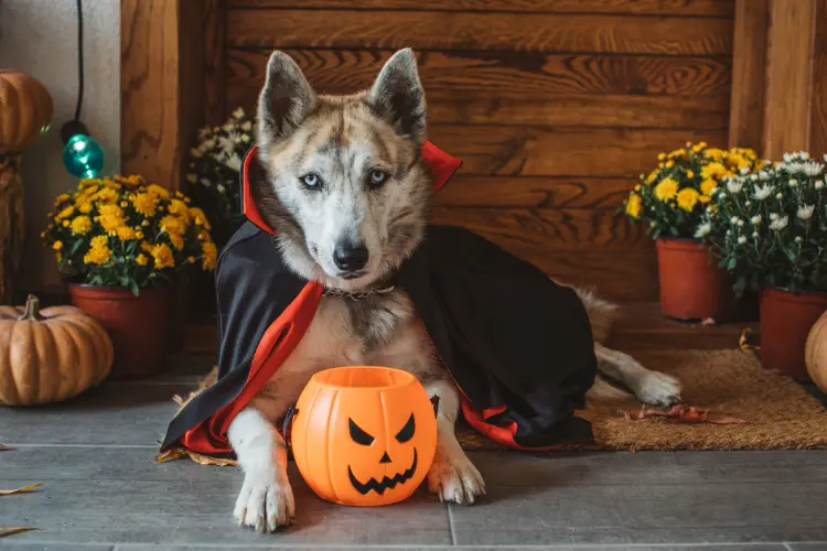 original diy halloween dog costume ideas vampire