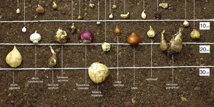 ornamental garlic varieties maintenance alliums at what depth to plant