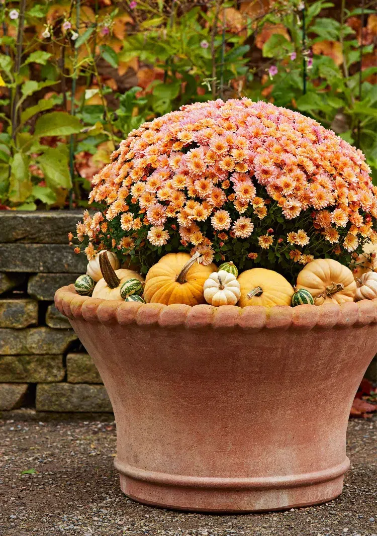 outdoor fall decoration with mums and pumpkins