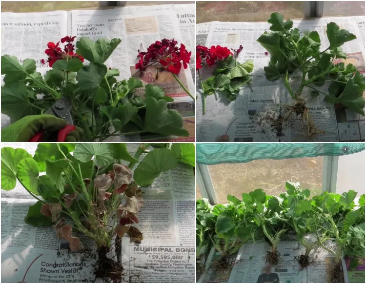 overwinter geraniums in newspaper