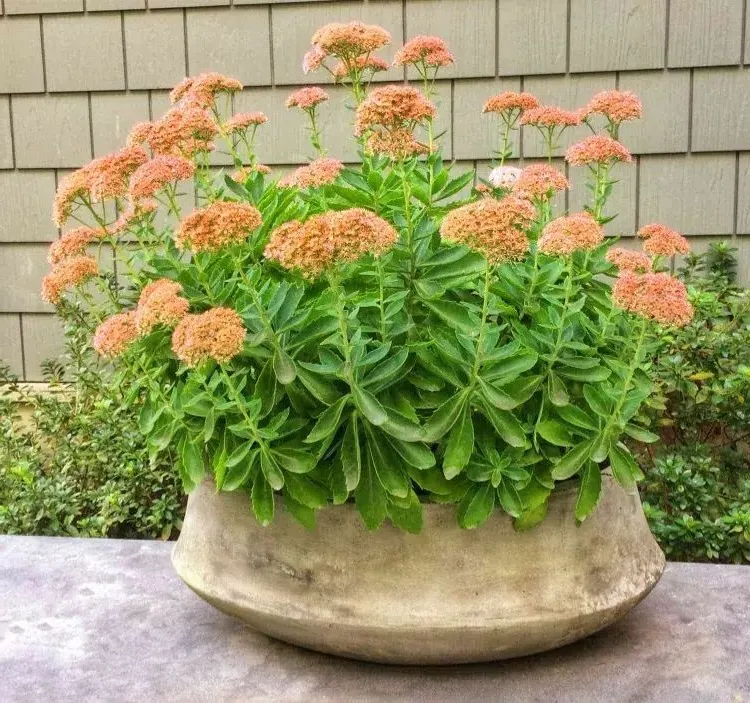 potted sedum with flowers frost tolerant succulent plant