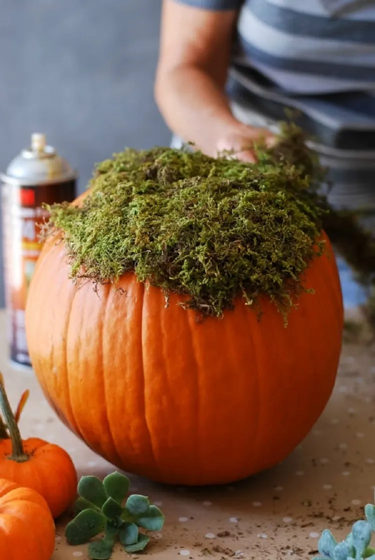 pumpkin succelent arrangement diy project idea