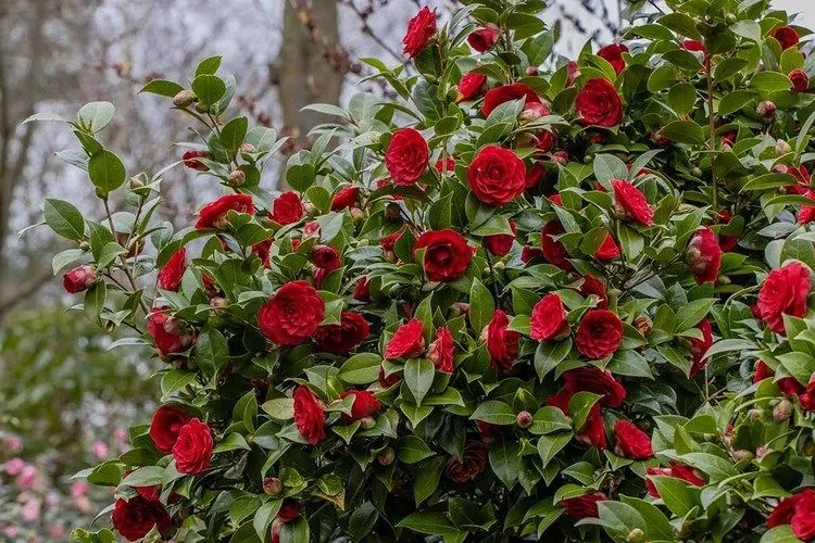 red flowering shrubs to plant in fall in the camelia garden