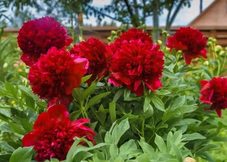 red flowering shrubs to plant in the garden in fall peonies