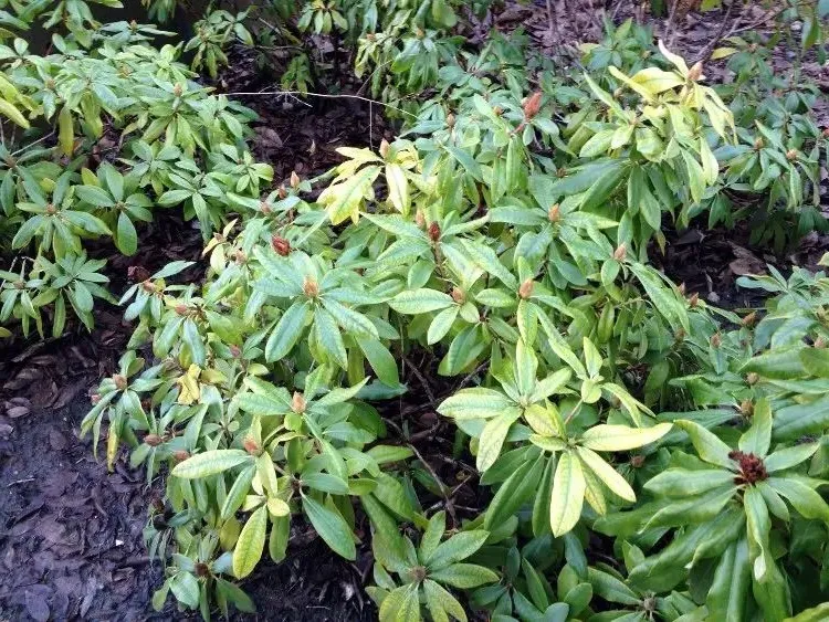 rhododendron has chlorosis possible causes and what can be done