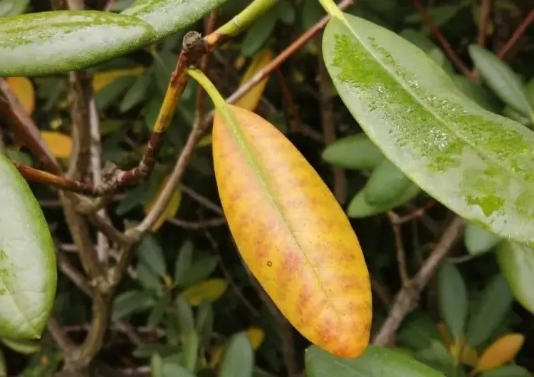 rhododendron has yellow leaves possible causes