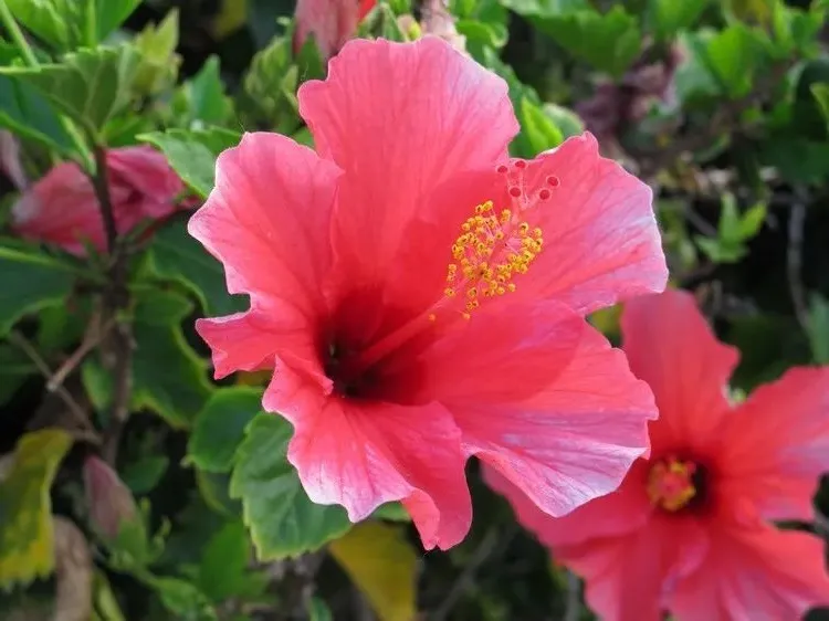 shrub that blooms all the year round hibiscus