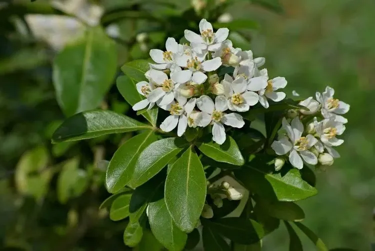 shrub that blooms all year round mexican orange tree