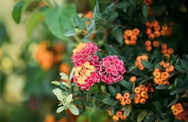 shrub that flowers all year round lantana