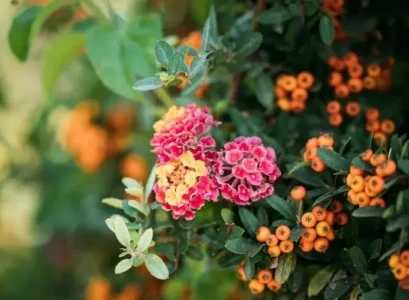 shrub that flowers all year round lantana