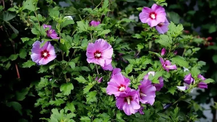 shrubs that flower all year hibiscus