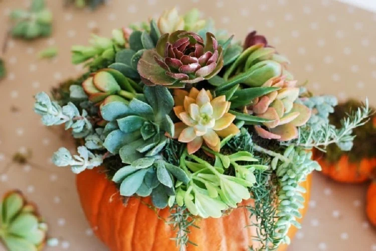 simple succulent pumpkin arrangement easy diy