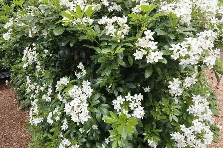 small shrub that flowers all year round mexican orange tree