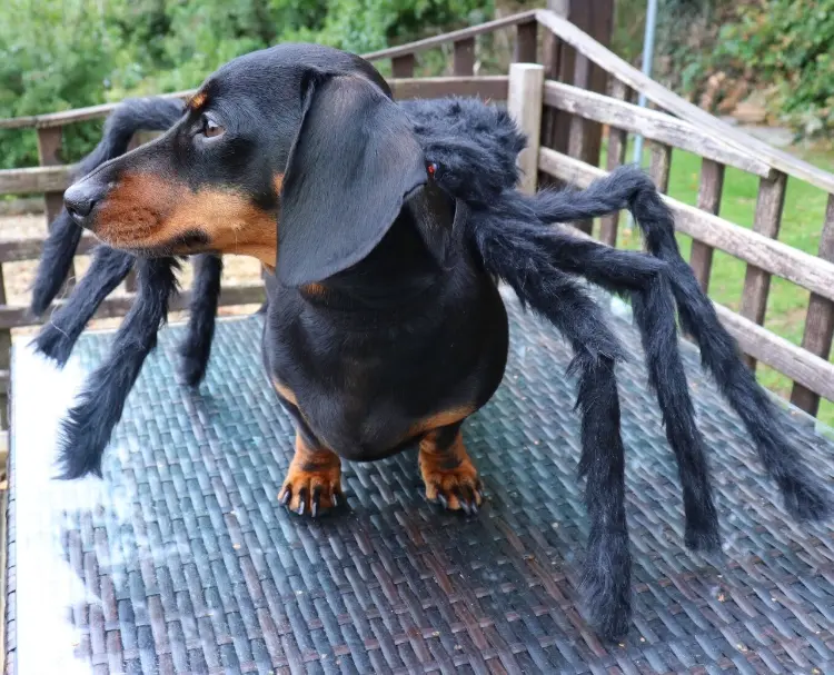 spider dog dachshund adorable funny homemade halloween dog costume