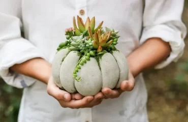 succulent pumpkin planters cold hardy succulent garden